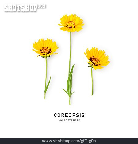 
                Mädchenaugen, Coreopsis                   