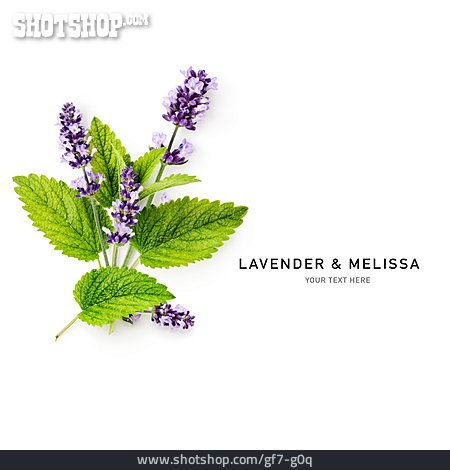 
                Melisse, Lavendel, Lavender & Melissa                   