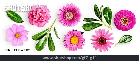 
                Blumen, Pink, Pink Flowers                   