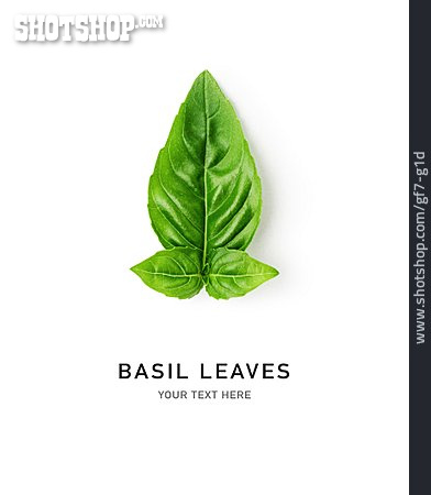 
                Basilikum, Basil Leaves                   