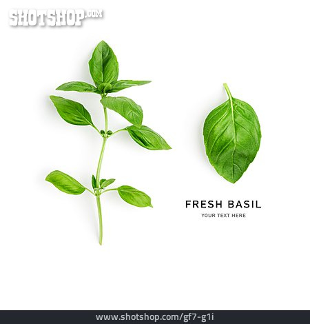 
                Basilikum, Fresh Basil                   