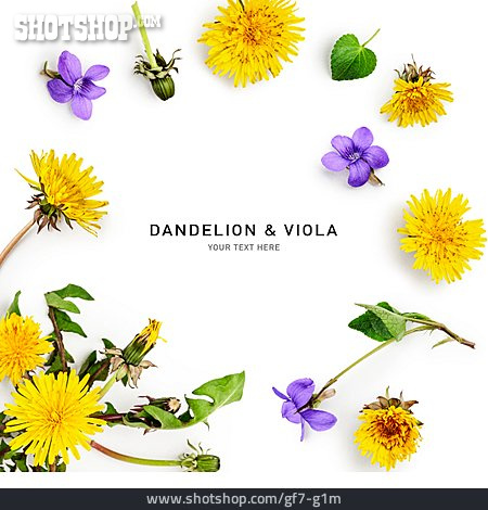 
                Löwenzahn, Veilchen, Dandelion & Viola                   