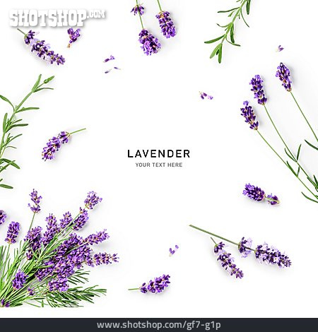 
                Lavendel, Lavender                   