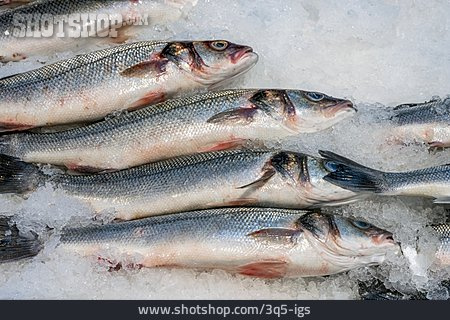 
                Fisch, Speisefisch, Hering                   