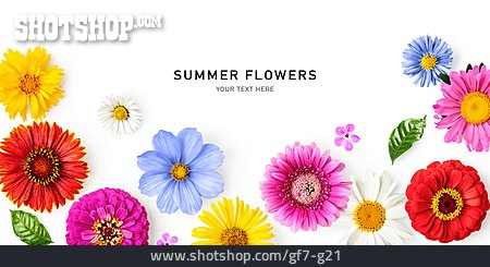 
                Sommerblumen, Summer Flowers                   