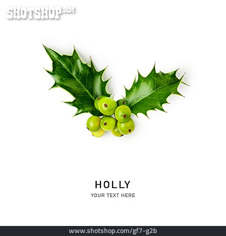 
                Europäische Stechpalme, Holly                   