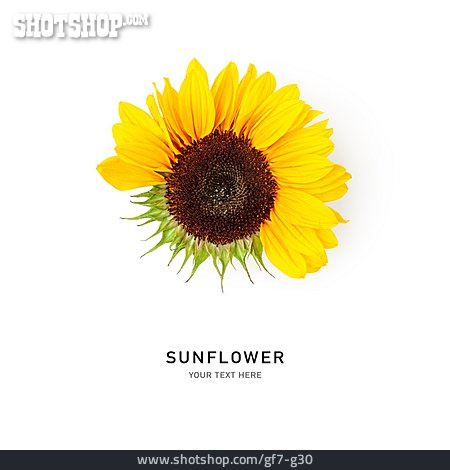 
                Sonnenblume, Sunflower                   