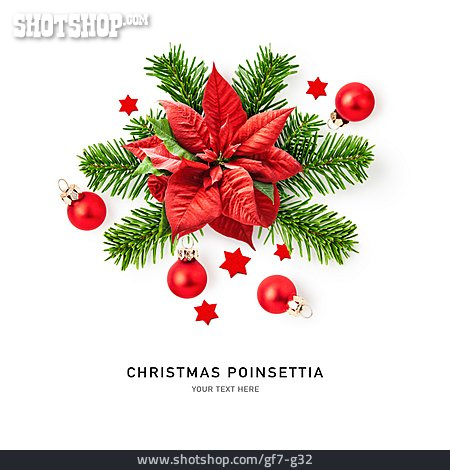 
                Weihnachtsstern, Christmas Poinsettia                   