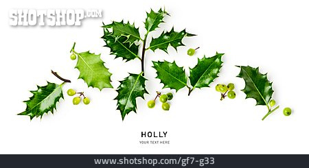 
                Europäische Stechpalme, Holly                   