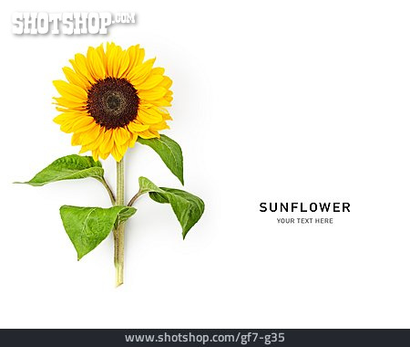 
                Sonnenblume, Sunflower                   