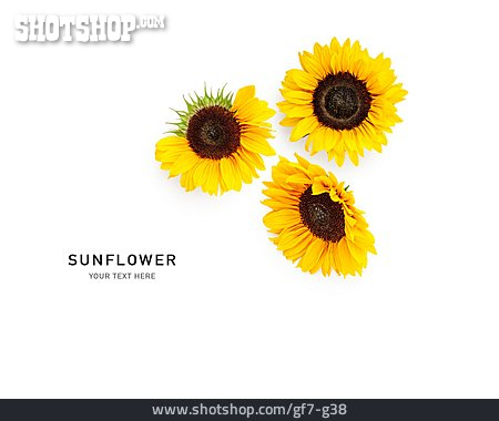 
                Sonnenblume, Sunflower                   