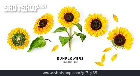 
                Sonnenblume, Sunflower                   