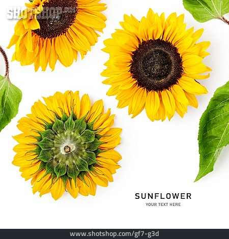 
                Sonnenblume, Sunflower                   