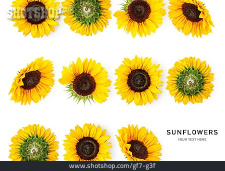 
                Sonnenblumen, Sunflowers                   