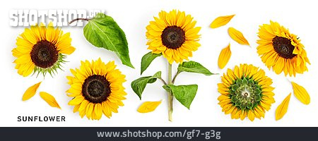 
                Sonnenblume, Sunflower                   