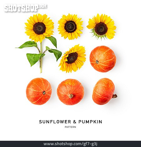 
                Sunflower & Pumpkin, Sonnenblume & Kürbis                   