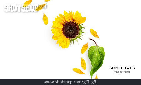 
                Sonnenblume, Sunflower                   