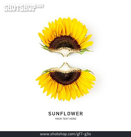 
                Sonnenblume, Sunflower                   