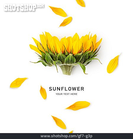 
                Sonnenblume, Sunflower                   