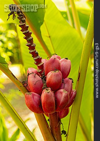 
                Landwirtschaft, Banane, Anbau                   