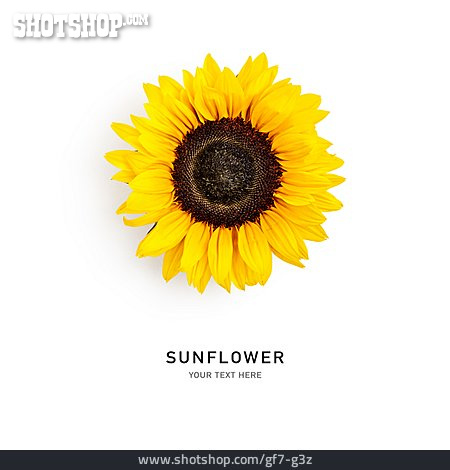 
                Sonnenblume, Sunflower                   