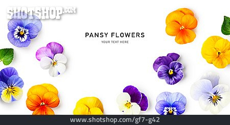 
                Stiefmütterchen, Pansy Flowers                   