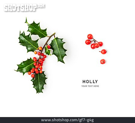 
                Europäische Stechpalme, Holly                   