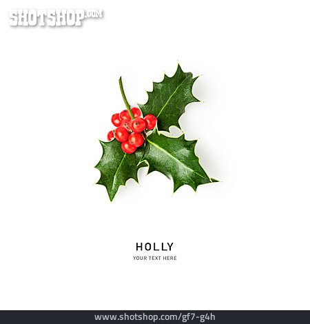 
                Europäische Stechpalme, Holly                   