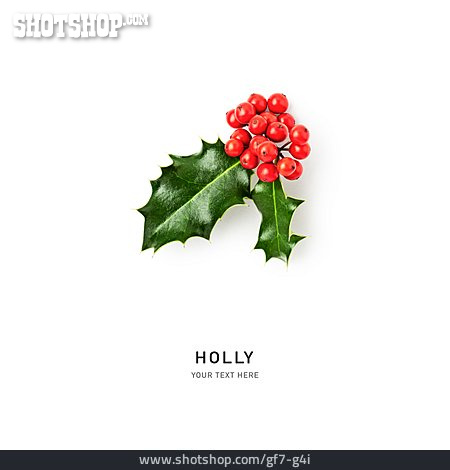 
                Europäische Stechpalme, Holly                   