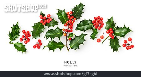 
                Europäische Stechpalme, Holly                   