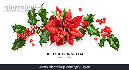 
                Holly, Poinsettia                   