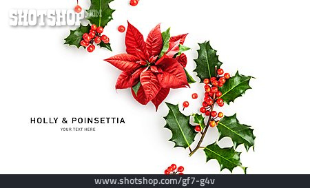 
                Holly, Poinsettia                   