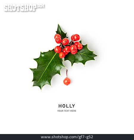 
                Europäische Stechpalme, Holly                   