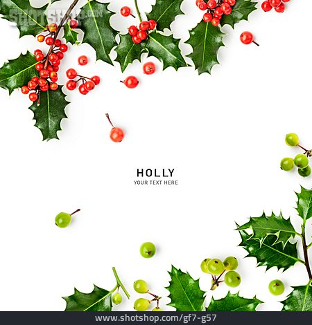 
                Europäische Stechpalme, Holly                   