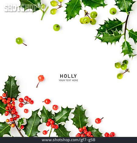 
                Europäische Stechpalme, Holly                   