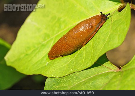 
                Braune Wegschnecke                   