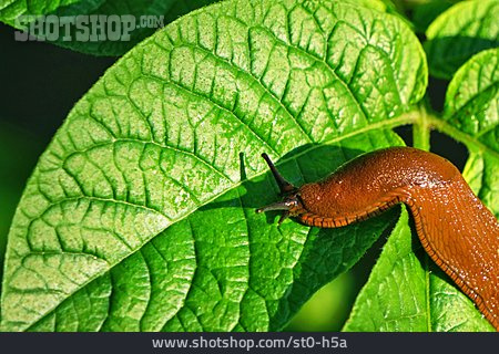 
                Braune Wegschnecke                   