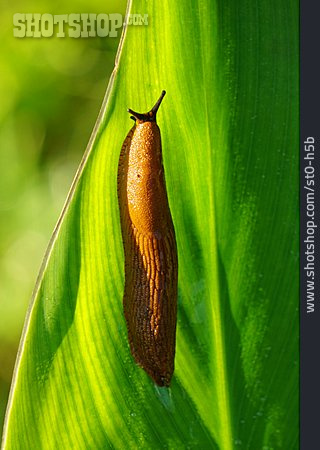 
                Braune Wegschnecke                   