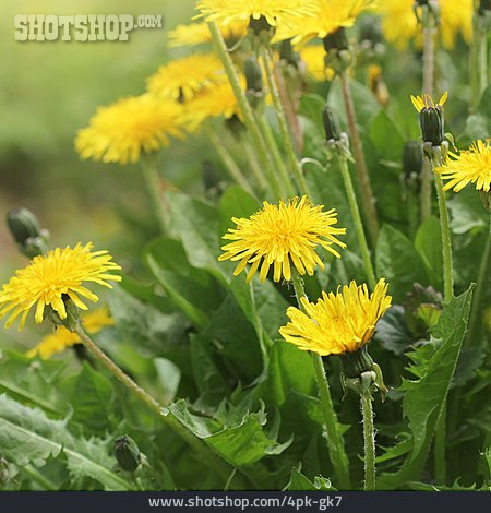 
                Löwenzahn, Löwenzahnblüte                   