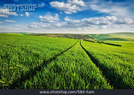 
                Feld, Landwirtschaft, Traktorspur                   