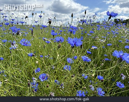 
                Kornblume                   