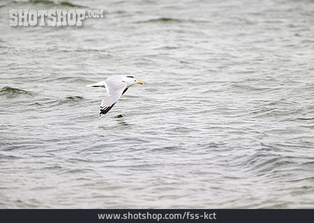 
                Meer, Flug, Silbermöwe                   