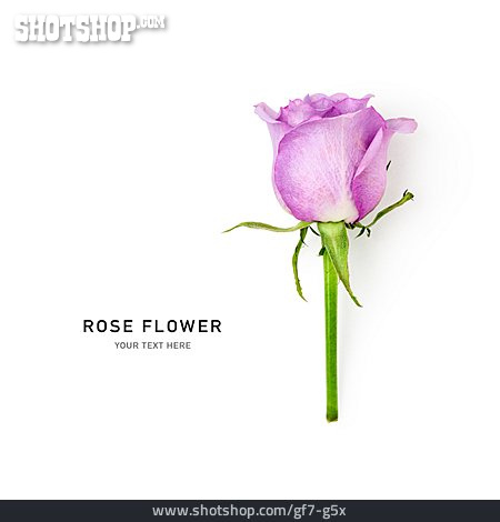 
                Rose, Rose Flower                   