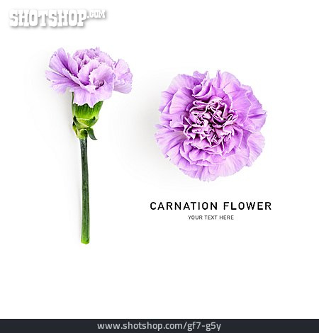 
                Nelke, Carnation Flower                   