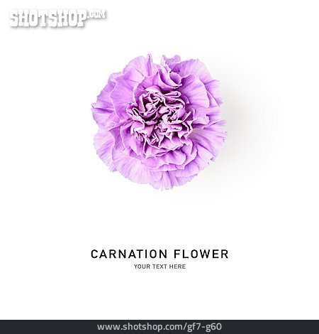 
                Nelke, Carnation Flower                   