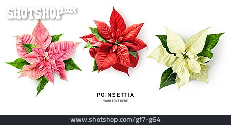 
                Weihnachtsstern, Poinsettia                   