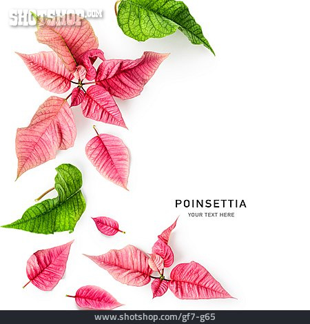 
                Weihnachtsstern, Poinsettia                   