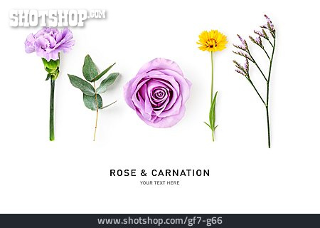 
                Rose, Nelke, Rose & Carnation                   