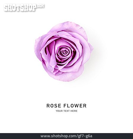 
                Rose, Rose Flower                   