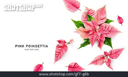 
                Pink, Weihnachtsstern, Poinsettia                   